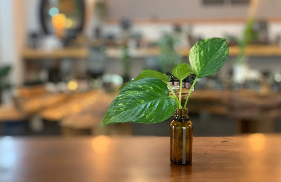 観葉植物