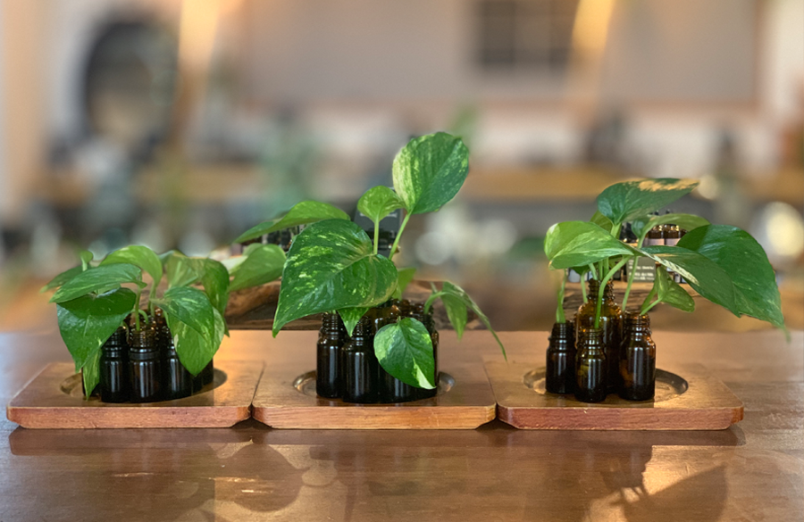 観葉植物